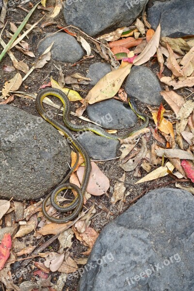 Snake Leaves Wild Rocks Nature