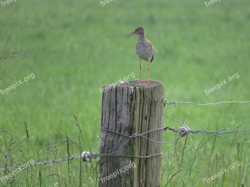 Common Redshank Bird Nature Free Photos