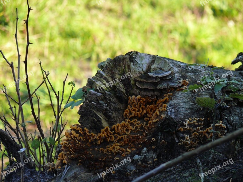 Tree Trunk Mushroom Agaric Nature Free Photos