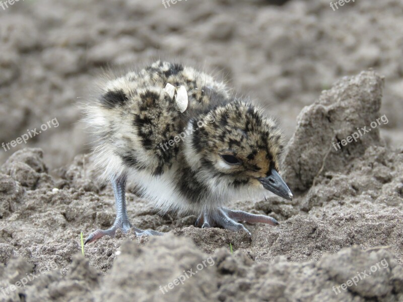 Kievit Young Pul Meadow Bird Free Photos