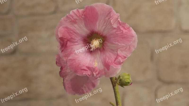 Stock Rose Hollyhock Flower Romantic Free Photos