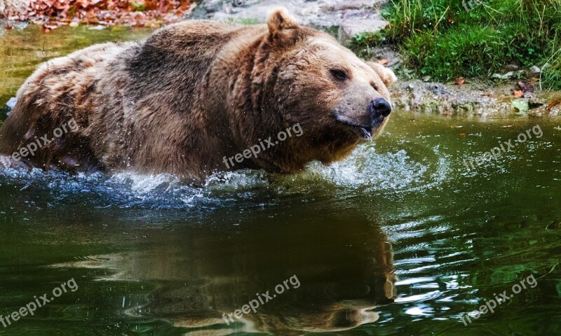 Bear Brown Bear Wildlife Park Wildlife Nature