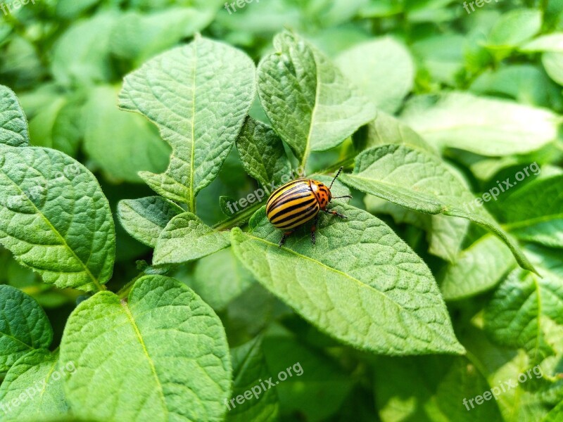 Beetle Colorado Potatoes Insect Pest