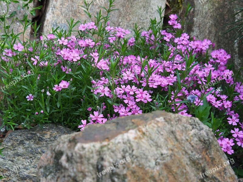 Garden Phlox Skalka Free Photos