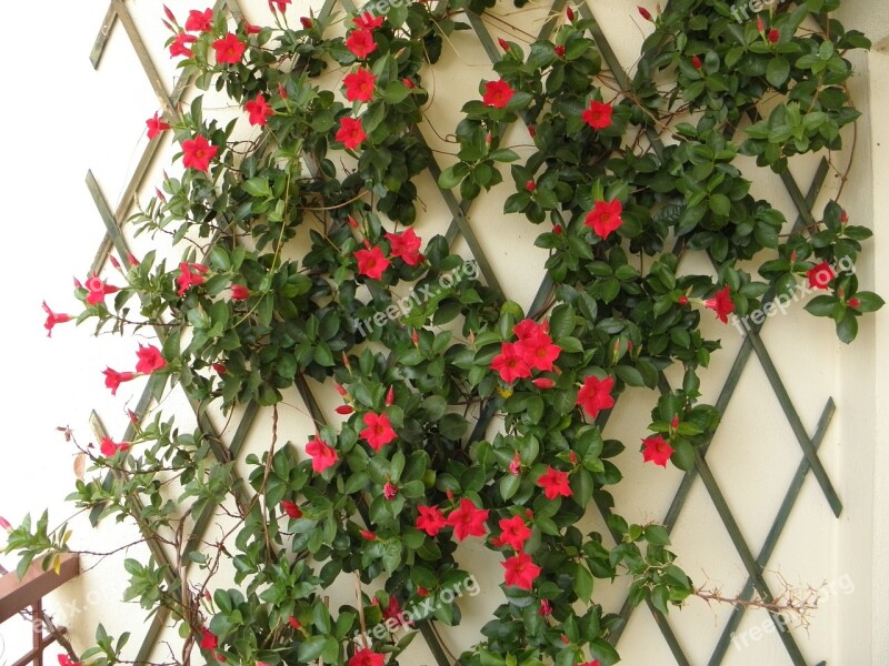 Flower Dipladenia Pergola Free Photos