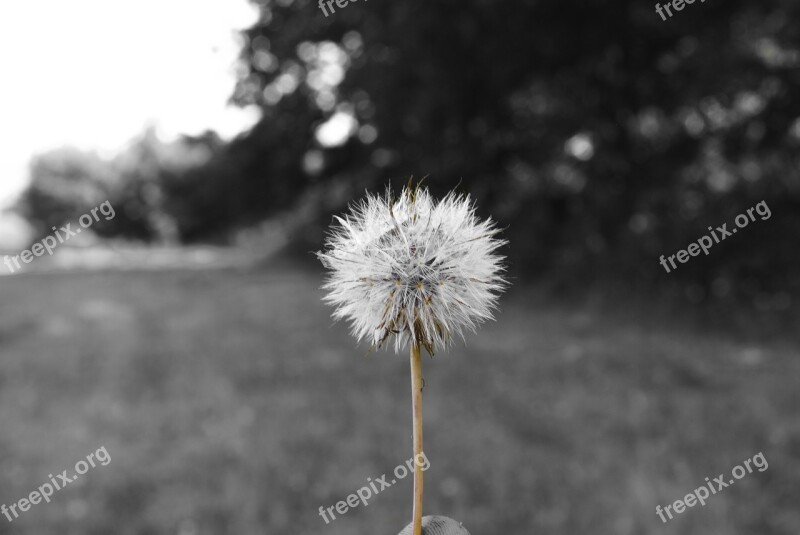 Dandelion Flower Prato Trees Solid Plain