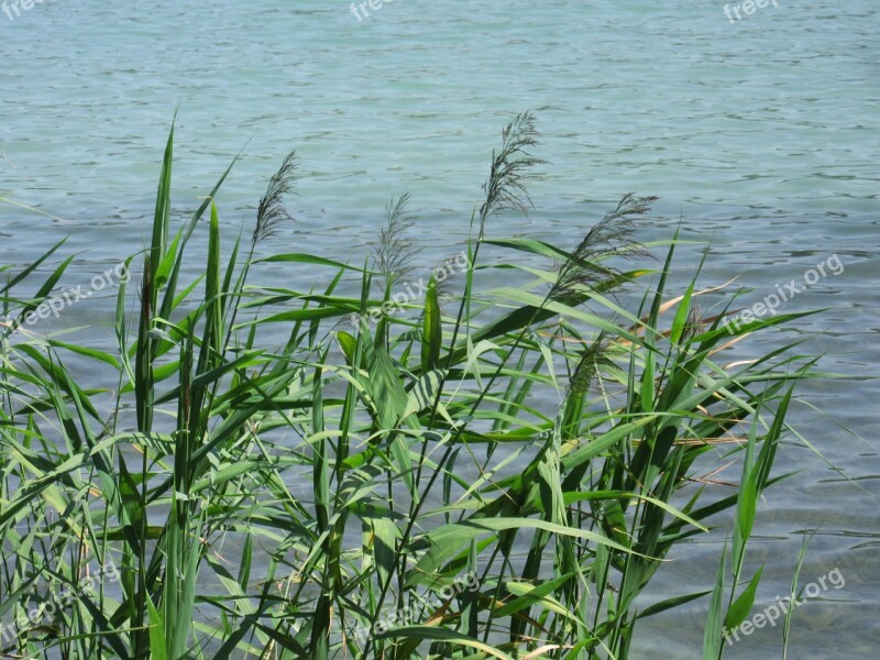 Reed Water Lake Waters Aquatic Plant