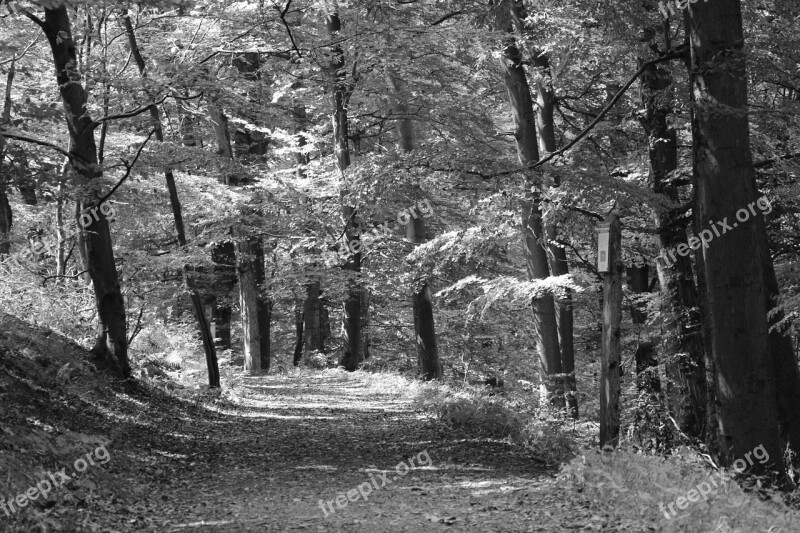 Forest Walk Shadow Farewell Nature