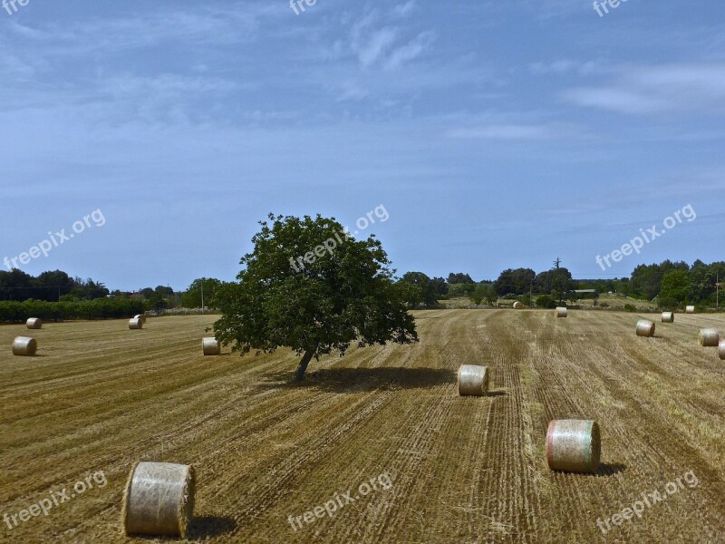 Hay Bales Farming Agricultural Harvest Hay