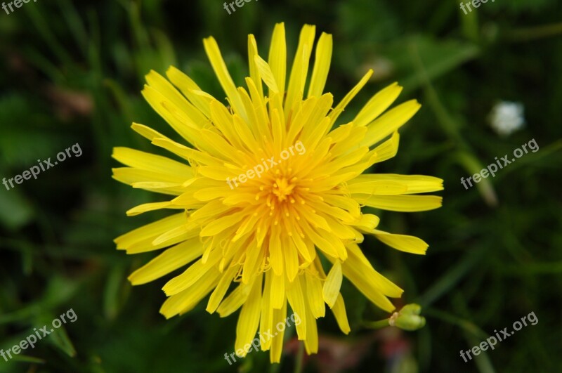 Dandelion Flower Ruoergai Grassland Plant Yellow