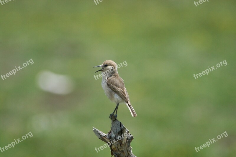 Sparrow Wild Bird Ruoergai Grassland Free Photos