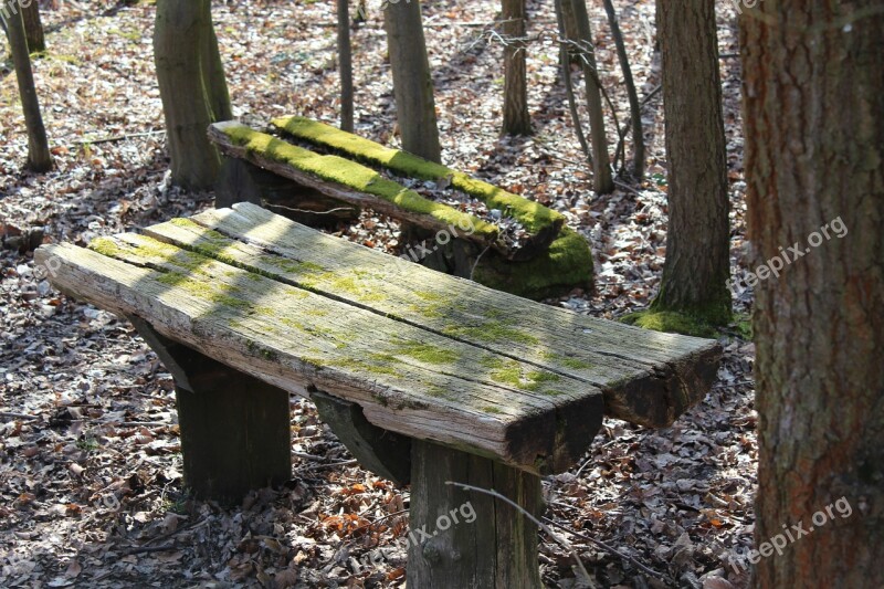 Wooden Bench Forest Bench Bank Wood