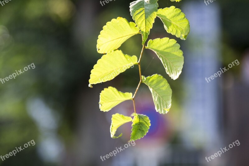 Leaf Sunshine Yellow-green The Depth Of Field Summer