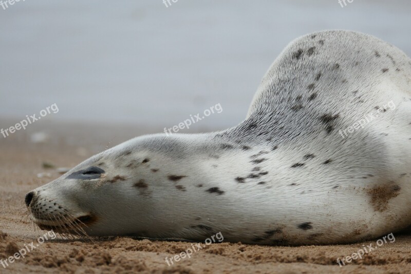 Harbor Seal Common Seal Seal White Black Spotted