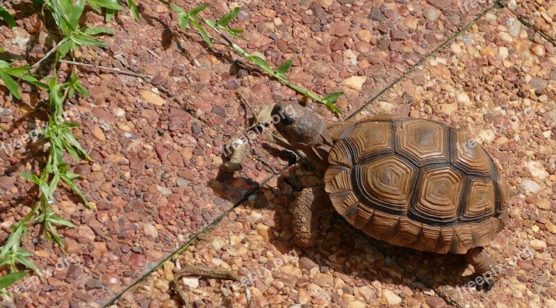 Turtle Tortoise Walking Animal Reptile