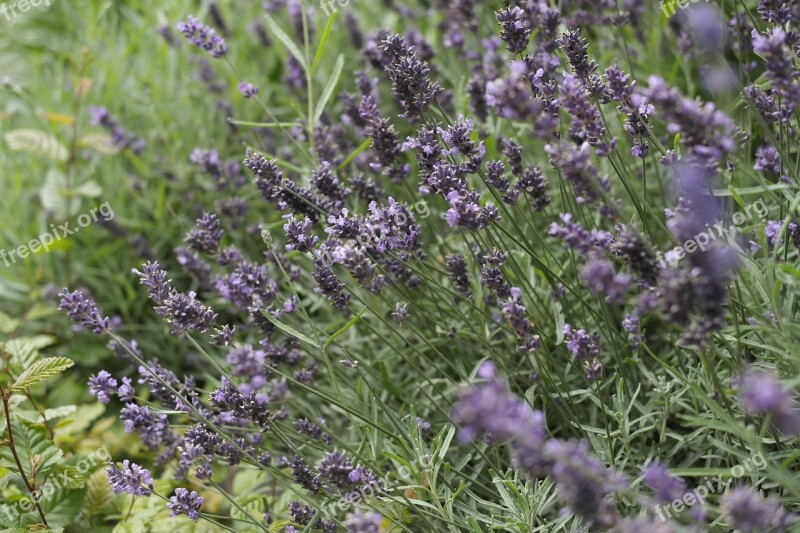 Lush Plants Abstract Arboretum Flowers