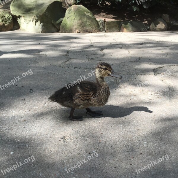 Duck Baby Duck Cute Water Bird