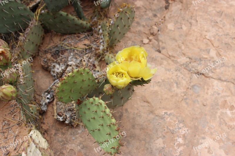 Cactus Desert Red Rock Arizona Western