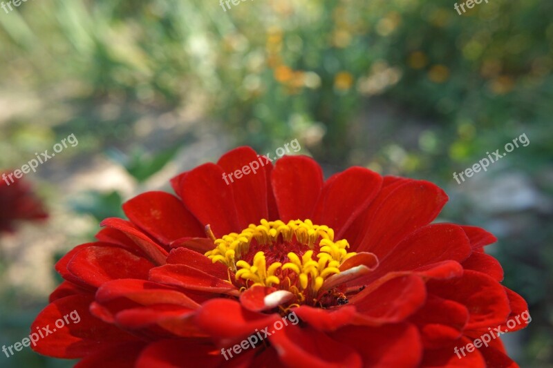 Zinnia Flower Red Red Flower Summer