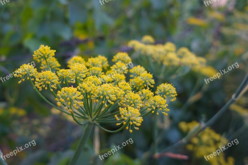 Fennel Plant Green Yellow Free Photos