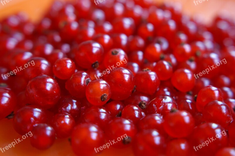 Red Currant Berry Ripe Berry Blackcurrant Red Fruit