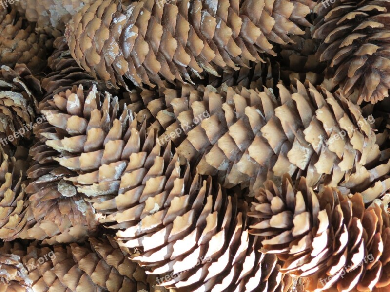 Pine Cones Nature Tree Free Photos