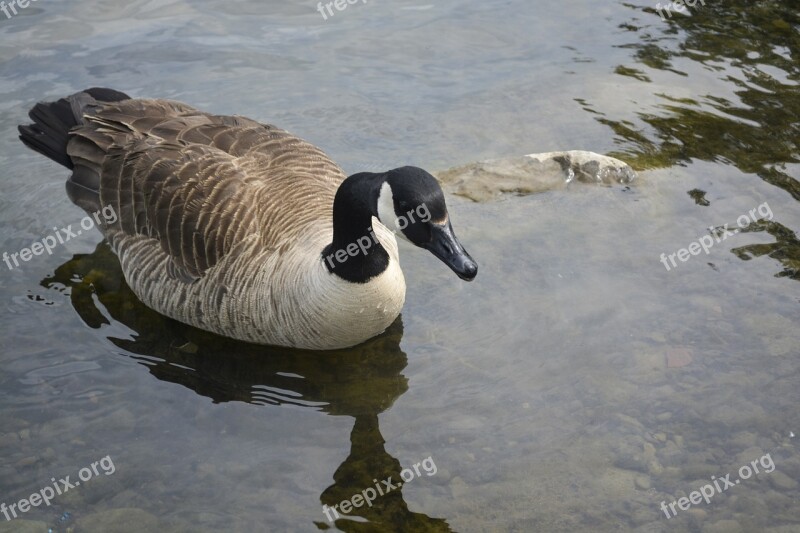 Goose Bird Animal Wildlife Fowl