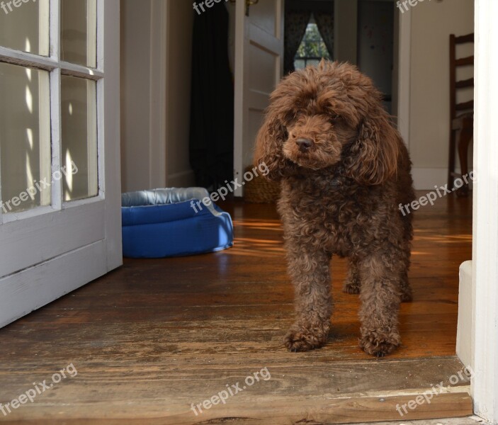 Dog Poodle Brown Canine Cute