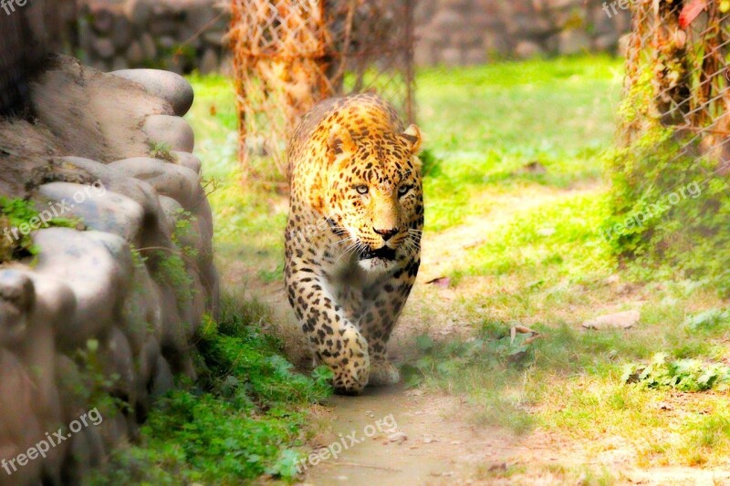 Animal Leopard King Wildlife Nature