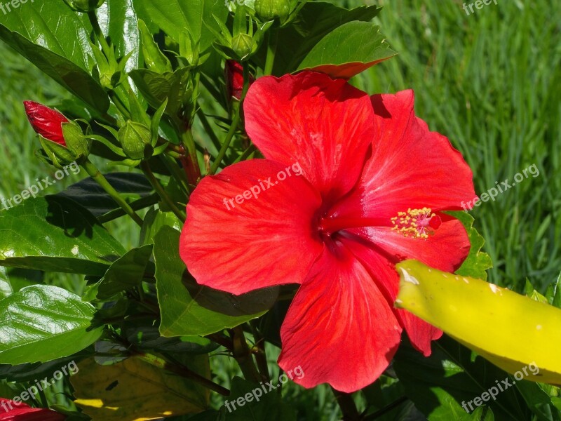 Hibiscus Red Flower Garden Wake Up Life