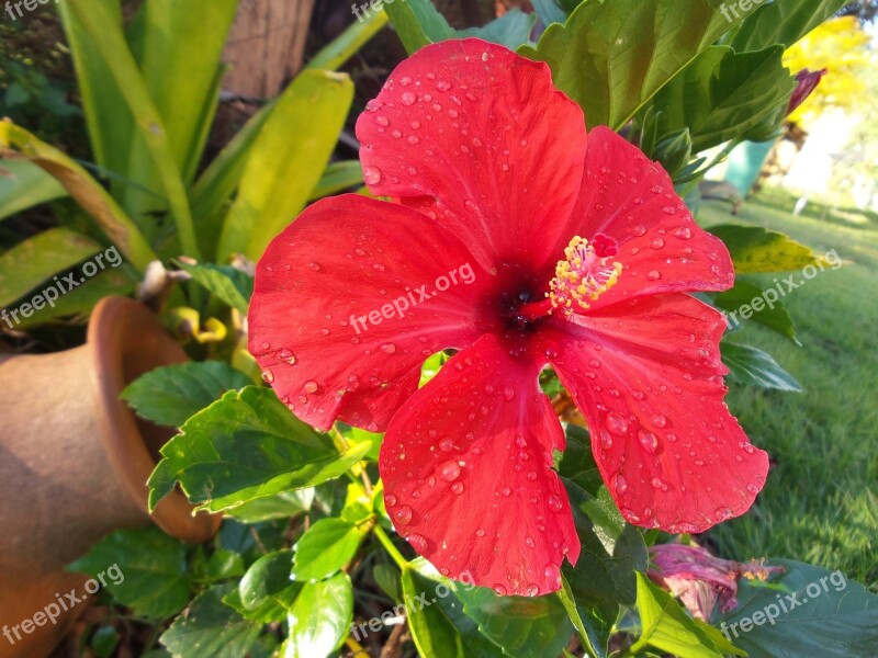 Hibiscus Red Goddess Red Flower Garden