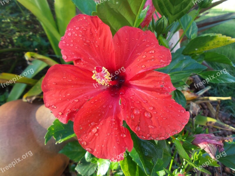 Hibiscus Red Flower Garden Wake Up Life