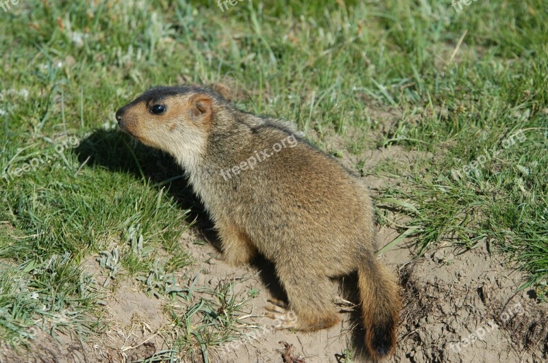 Ruoergai Grassland Marmot Free Photos