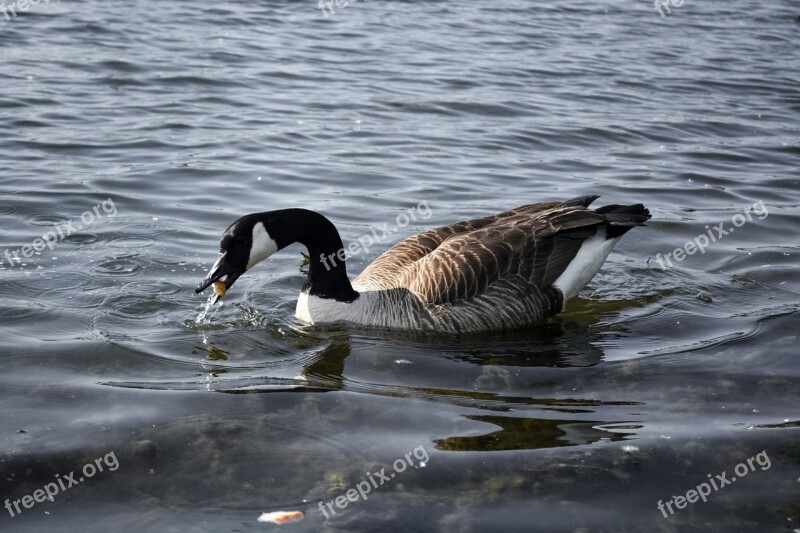 Geese Bird Nature Wildlife Animal