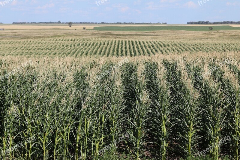 Field Corn Farm Agriculture Harvest