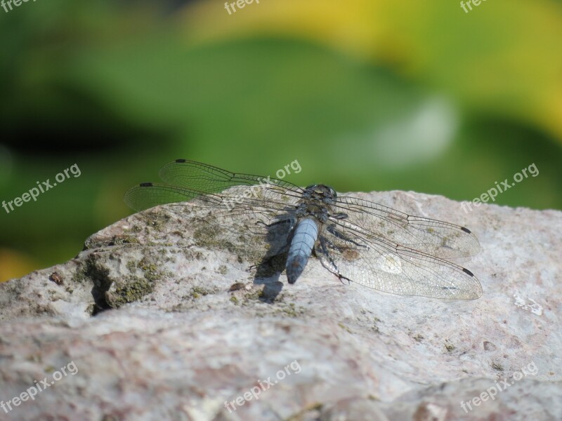 Dragonfly Animal Insect Free Photos