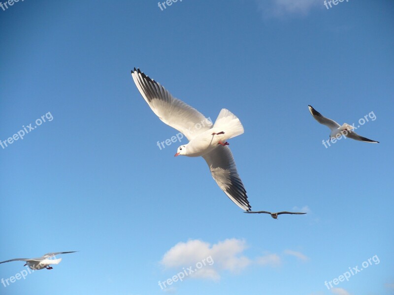 Seagulls Birds Flying Seagull Bird Flight Sky