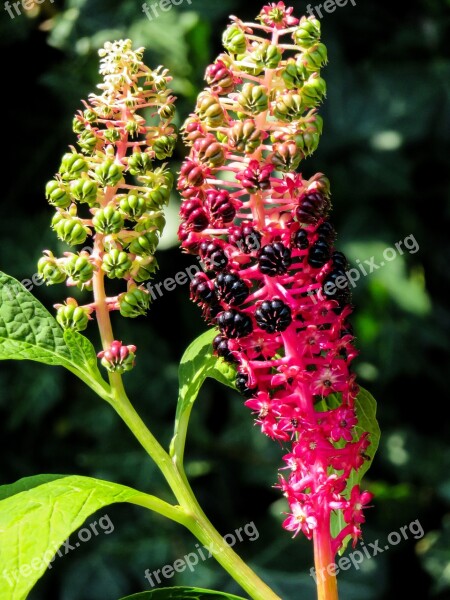 Blossom Bloom Fruit Seeds Garden