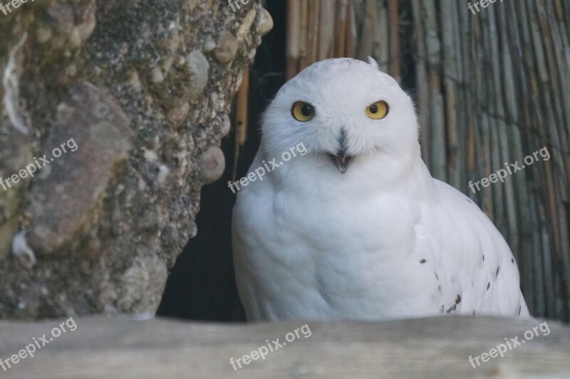 Snowy Owl Bird Raptor Free Photos