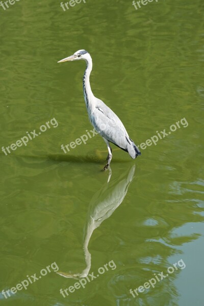 Bird Heron Water Free Photos