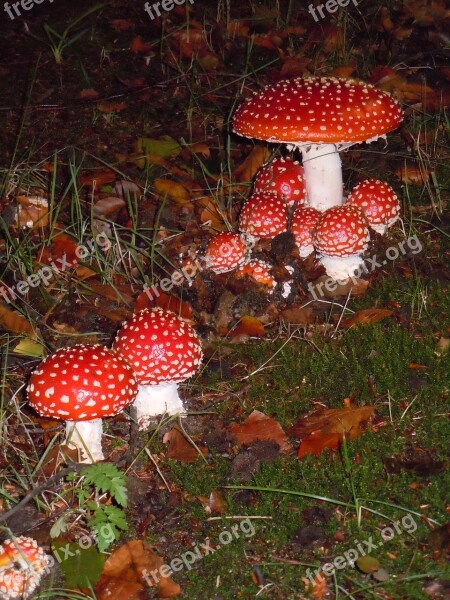 Mushroom Nature Agaric Free Photos