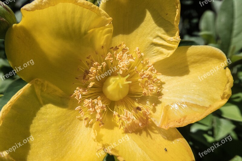 Flower Yellow Stamens Pollen Garden