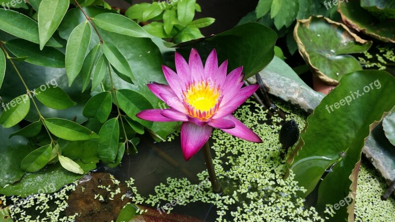 Water Lily Lotus Laos Asia Flower