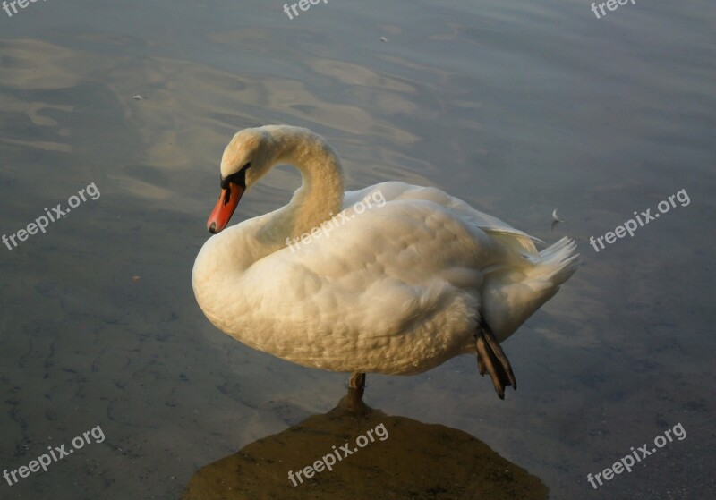 Swan Water Bird Pride Animal Fauna