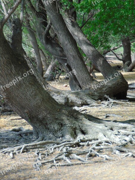 Trees Part Roots Free Photos