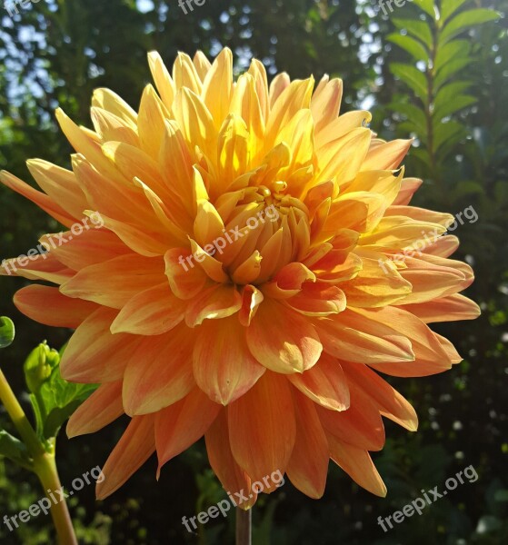 Flower Dahlia Petal Summer Nature