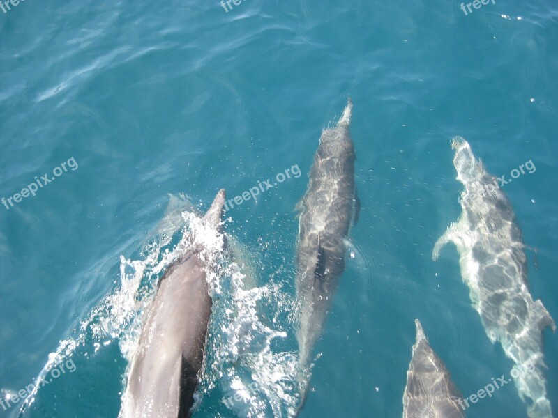 Dolphins Ocean Blue Pacific Bottlenose