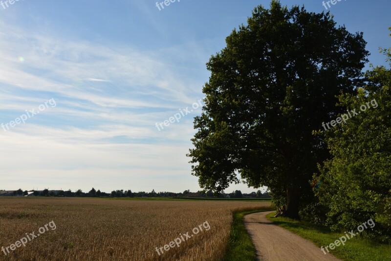 Oak Wheat Field Path Summer Sky