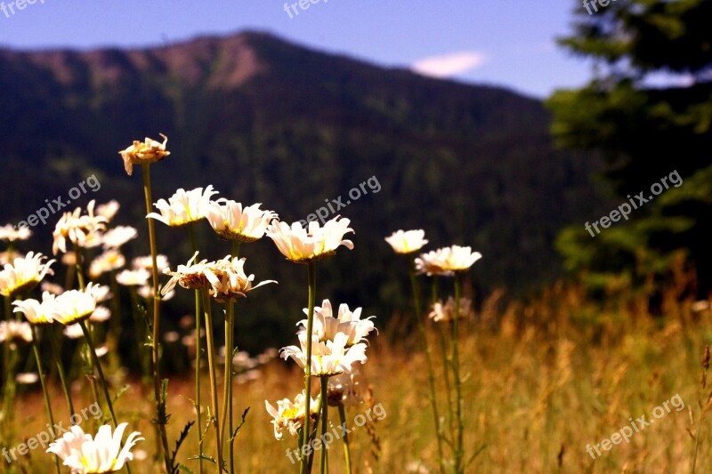 Wild Flowers Mountain Daisies Landscape Natural