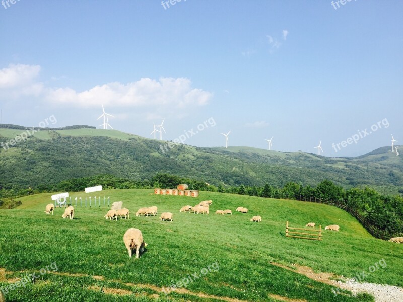 Peace Yang Ranch Greenery Grass